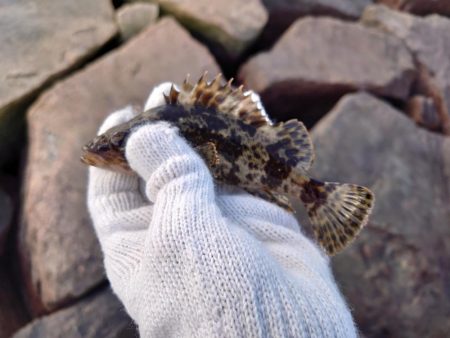 釣り納めは穴釣りで腹パンのソイ