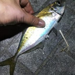 タチウオ1 アジ1 ガシラ2