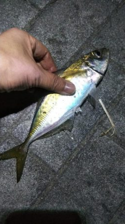 タチウオ1  アジ1  ガシラ2