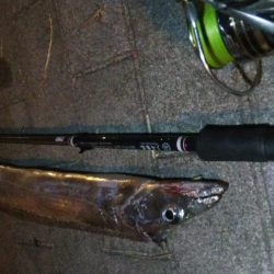 タチウオ(F4.5)×1