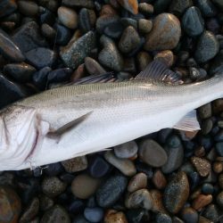 サーフシーバス3連発！