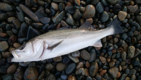 サーフシーバス3連発！