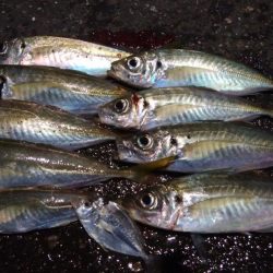 釣り納めアジング　浅ダナで連発