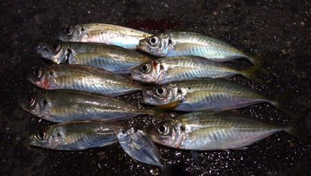 釣り納めアジング　浅ダナで連発