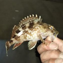 良型アジとメバリング!