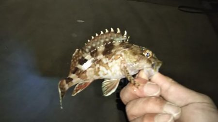 良型アジとメバリング!