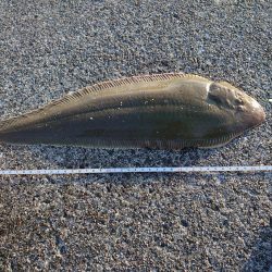 シタビラメは良型!