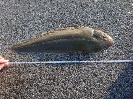 シタビラメは良型!