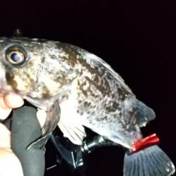 ライトゲームで6目釣り