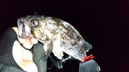 ライトゲームで6目釣り