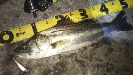 ぶらシーバス！！