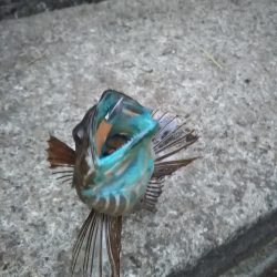 アジングのつもりが……