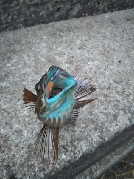 アジングのつもりが……