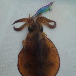 今年ラストエギング