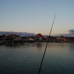 東二見・江井島のキス調査