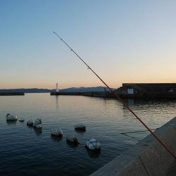 東二見白灯台波止でキス調査