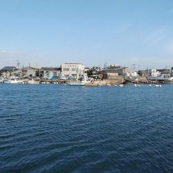 江井ヶ島のキス調査