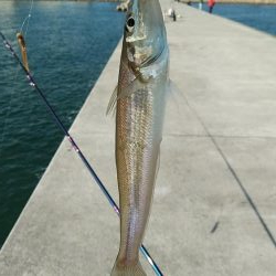 東二見白灯台波止でデカギスが釣れました