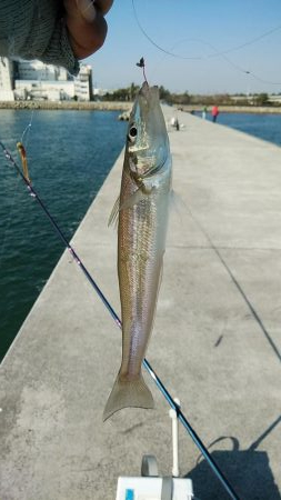 東二見白灯台波止でデカギスが釣れました