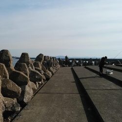 今朝も昼まで東二見のキス調査