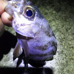 3時間の夜釣り。