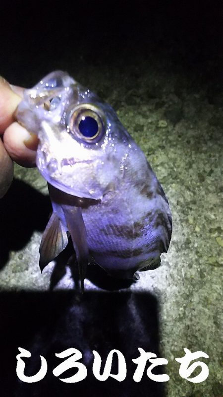 3時間の夜釣り。