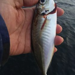 再び、アジつり。