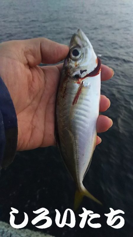 再び、アジつり。