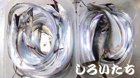 今年最後のタチウオ釣行。