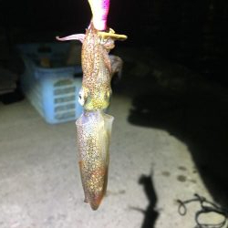 ファミリーヒイカ