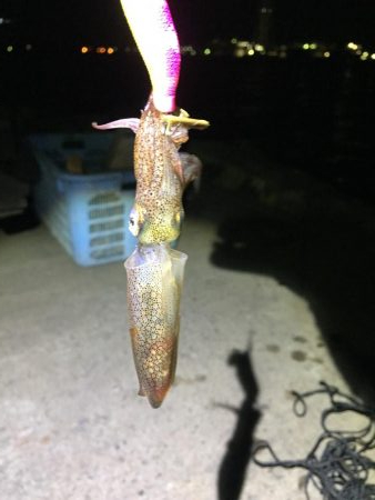 ファミリーヒイカ