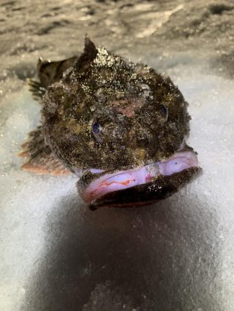 久々の釣りは、、、