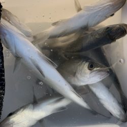 風裏でシーバス