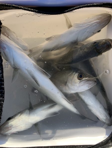 風裏でシーバス