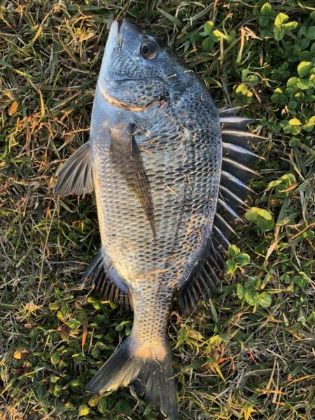 イチノ兄弟、釣果！