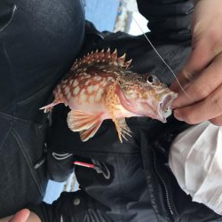 冬の串本港アジ安定