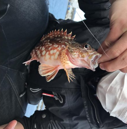 冬の串本港アジ安定