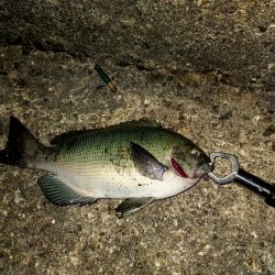 アジングのはずが