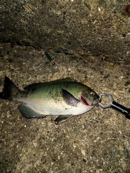 アジングのはずが