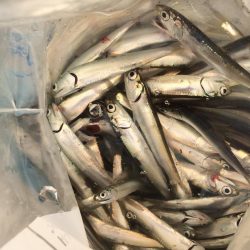 エサ無しサビキ