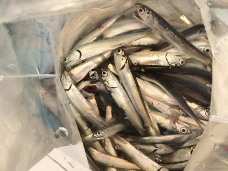 エサ無しサビキ