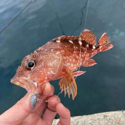 ボトムでアラカブのRIDE ON!!