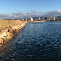 ヘダイ2匹、ベラ1匹