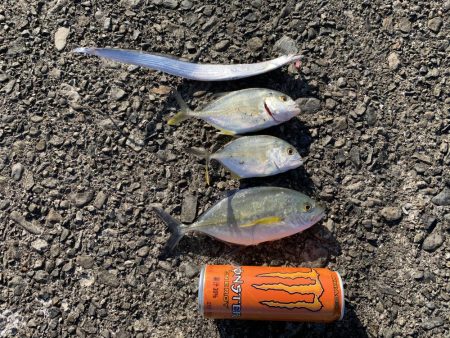 太刀魚のつもりが・・・