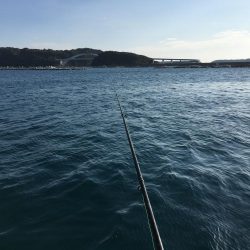 シマアジ、アイゴ。メッキ等