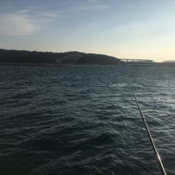 シマアジ、アイゴ、マダイ、ガシラ等