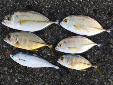 シマアジ1匹、メッキ6匹、アイゴ2匹