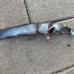 短時間メバリング