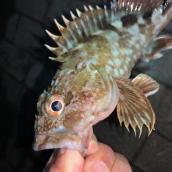 釣り納め　タチウオ好調