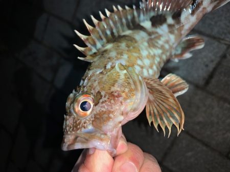 釣り納め　タチウオ好調